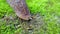 close up of a leech walks on green moss