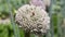 Close up of a leek blossom with a bee.