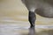 Close-up of the leg of a Mute swan standing in shallow water.