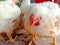 Close up of leghorn chicken.In poultry farm.white Leghorn Hen in poultry farm.