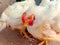 Close up of leghorn chicken.In poultry farm.white Leghorn Hen in poultry farm.