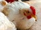 Close up of leghorn chicken.In poultry farm.white Leghorn Hen in poultry farm.
