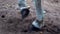 Close-up of the legs of a beautiful white horse walking along a sandy forest road