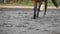 Close up of legs going on the wet muddy ground at manege at farm. Foot of horse walking on the sand. Following for