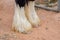 close up of legs,gypsy vanner horse.