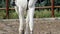 Close up legs of horse at ranch.