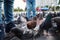 Close-up legs of kids on city square between flock of rock pigeons crowding the street and feeding with discarded food