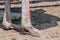 Close-up of the legs of the ostrich, the largest flightless bird.