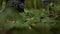 Close-up of Legs of Professional Woodcutter Walking in Wild Deciduous Forest.