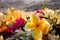 Close-up of a lei of tropical exotic flowers above a sandy beach  in French Polynesia in the South Pacific