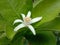 Close up of lemon blossom in front of greenish leaves