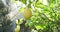 Close up of lemon hanging from tree in sunny garden