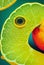 a close up of a lemon and an orange with a eyeball on it\\\'s side and a piece of fruit with a green background