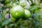 Close up lemon tree, green lime tree,Green lime tree hanging branches