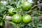 Close up lemon tree, green lime tree. Green lime tree hanging branches