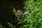 Close-up of Lemon Verbena Flowers, Lemon Beebrush, Aloysia Citrodora, Nature