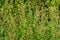 Close-up of Lemon Verbena Flowers, Lemon Beebrush, Aloysia Citrodora, Nature