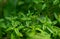 Close-up of Lemon verbena or Louisa at greenhouse