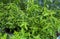 Close-up of Lemon verbena or Louisa grown at greenhouse