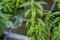 Close-up of Lemon verbena or Louisa grown at greenhouse