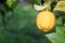 Close up of Lemons hanging from a tree in a lemon grove