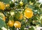 Close up of lemons on a tree