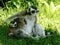 Close-up of a lemur Maki-catta
