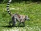 Close-up of a lemur Maki-catta