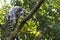 Close up Lemur monkey at the zoo, summer day. Cute extic animals