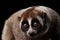 Close-up Lemur Slow Loris Black background
