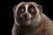 Close-up Lemur Slow Loris Isolated Black background