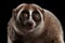 Close-up Lemur Slow Loris Isolated Black background