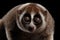 Close-up Lemur Slow Loris Isolated Black background