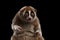 Close-up Lemur Slow Loris Isolated Black background