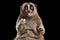 Close-up Lemur Slow Loris Isolated Black background