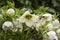 Close up Lenten Rose, Hellebore, flowers