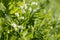 Close-up of lentil plant with white flowers on a green background