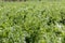 Close-up of lentil plants