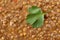 Close up of a lentils stew decorated with a parsley leaf