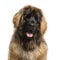 Close-up of a Leonberger