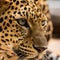 Close up Leopard.