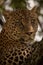 Close-up of leopard head on shady branch