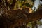 Close-up of leopard lying on branch asleep