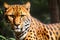 A close up of a leopard near a tree
