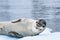 Close up of Leopard Seal resting on an iceberg in Paradise Harbor, Antarctica