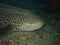 Close-up Leopard shark