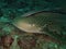 Close-up Leopard shark