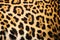 Close up leopard spot pattern texture