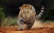 Close-up of a leopard stalking prey