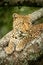 Close-up of leopard staring right in tree